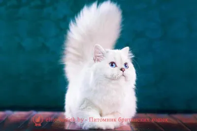 Фотографии британской длинношёрстной кошки: скачайте бесплатно и без регистрации
