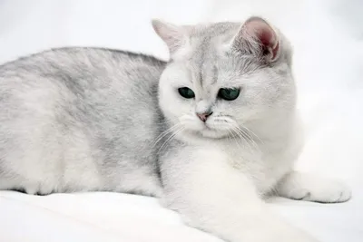 Британская короткошёрстная кошка  фото