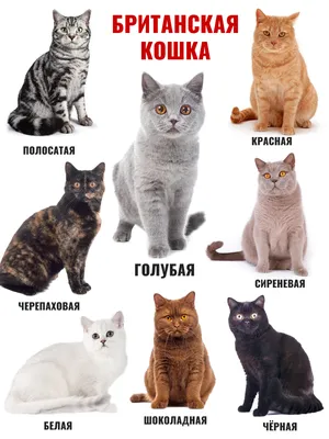 Британская короткошёрстная кошка на фото в формате JPG