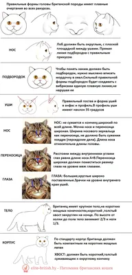 Изображения британской короткошёрстной кошки в разных цветовых вариациях