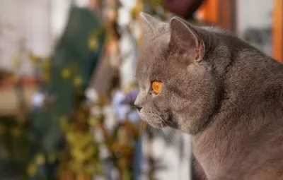 Фото британских короткошёрстных кошек в разных цветовых вариантах