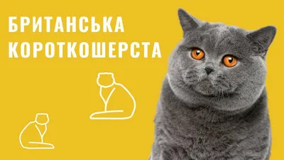 Фото британской короткошёрстной кошки в высоком разрешении для любителей животных