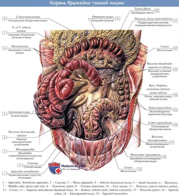 Брюшина человека: Оригинальная фотография