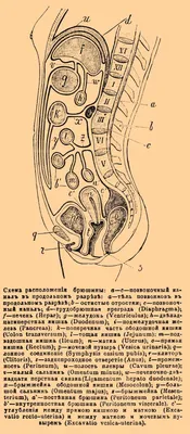 Брюшина человека: Оригинальная картинка
