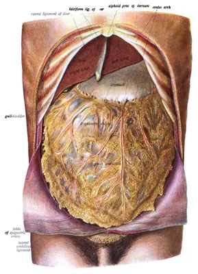 Фото Брюшина человека для скачивания в PNG