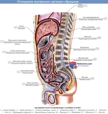 Фото Брюшина человека в формате JPG