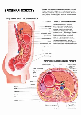 Фото Брюшина человека в формате WebP