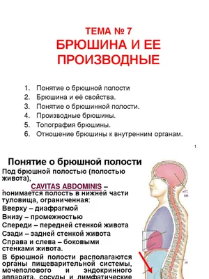 Изображение Брюшина человека: Размеры изображения