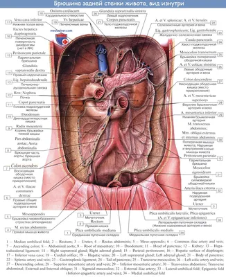 Изображение Брюшина человека: Выберите размер