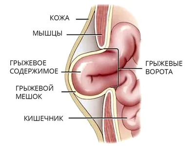 Изображение человека: Брюшина картинка в PNG