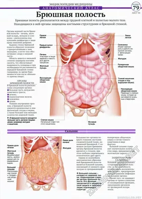 Фотка Брюшина человека для скачивания в PNG