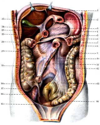 Изображение человека: Брюшина фото для скачивания