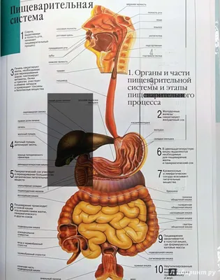 Брюшина человека: Изображение в WebP