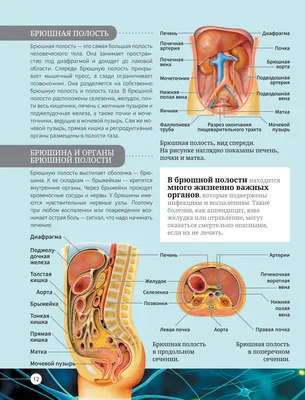 Изображение Брюшина человека: Размеры изображения