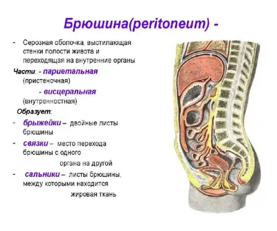 Изображение человека с фотографии Брюшина