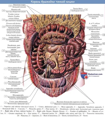 Картинка Брюшина человека: Размеры на выбор