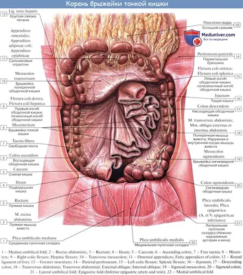 Фотография Брюшина человека: Скачать JPG
