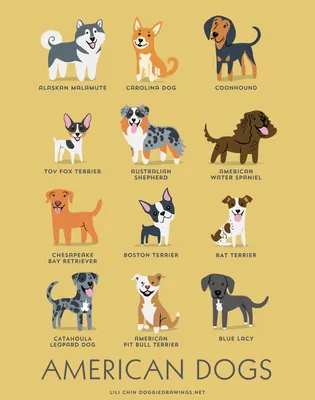 Картинки собаки породы Брогольмер: наслаждайтесь красотой и разнообразием форматов