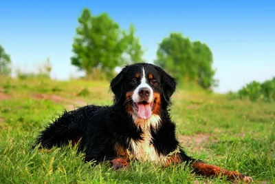 Собака породы Брогольмер: коллекция фото в высоком качестве