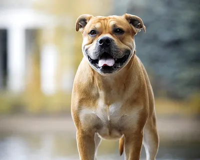 Фотки собаки Брогольмер: выберите свой любимый формат