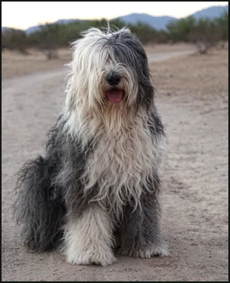 Фото собаки Брогольмер: выберите свой любимый размер и формат для скачивания