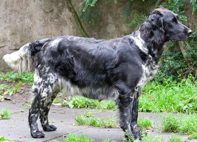 Собака породы Брогольмер: коллекция фото в разных форматах