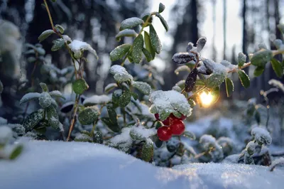 Брусника зимой: Замороженная Красота в Высоком Разрешении