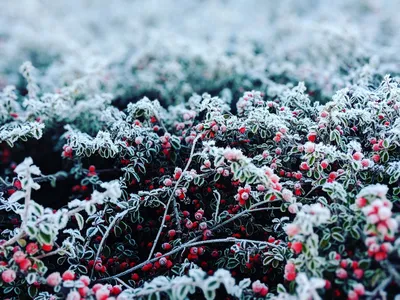 Фотография Брусники Зимой: Вдохновение Зимней Природой