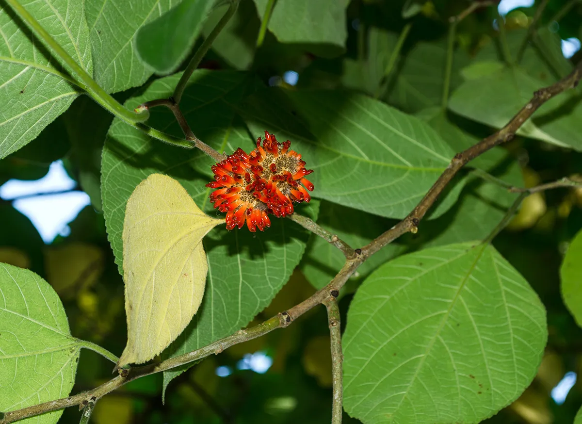 Бруссонетия бумажная. Broussonetia papyrifera Бруссонетия. Бруссонетия бумажная (Broussonetia papyrifera). Бумажная шелковица Бруссонетия бумажная. Бруссонетия бумажная листья.