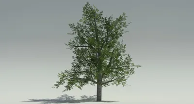 Бук дерево: живой символ мудрости и вечности