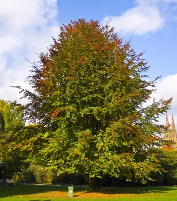 Фото букового дерева: отражение чарующей атмосферы природы