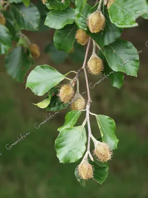 Бук дерево: красивые фотографии на любой вкус (JPG, PNG, WebP)