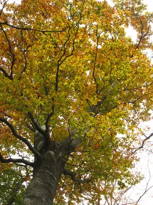 Бук дерево: величественная красота природы