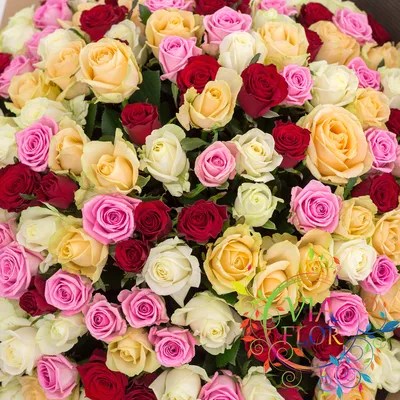 Букет из 301 розы в формате png для ваших нужд