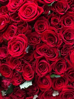 Букет из 301 розы фотографии