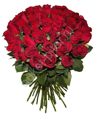 Фото уникального букета из 45 роз в png формате