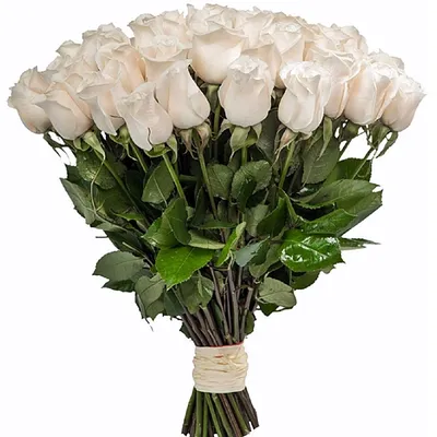 Фото букета, состоящего из 45 изысканных роз, в png формате