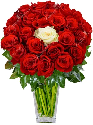 Фото розы в формате webp для скачивания - выбирайте высокое качество