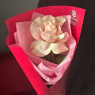 Фотография розы в формате jpg для вашего выбора