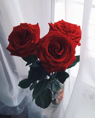 Изображение букета из красных роз в webp