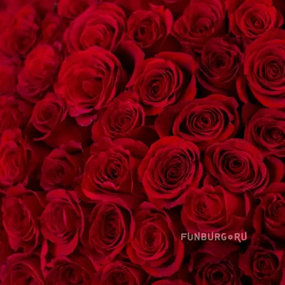 Качественное фото букета роз 101 штука в формате png