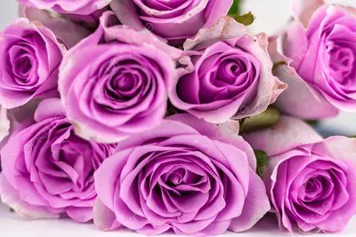 Букет роз hd: выберите формат для скачивания вместе с красотой