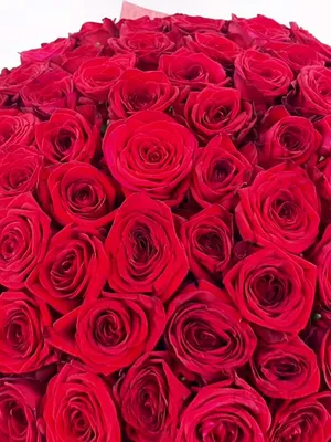 Искренние розы в руках: запечатлейте радость и любовь