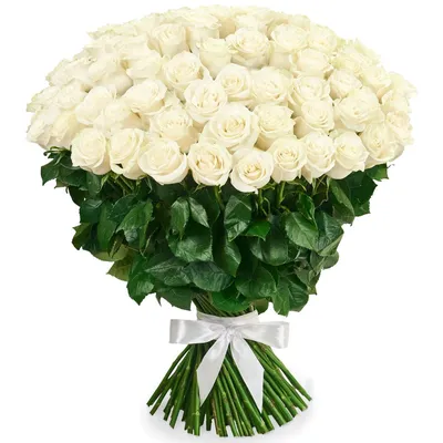 Великолепные белые розы на фото
