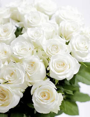 Красивые белые розы на фотографии
