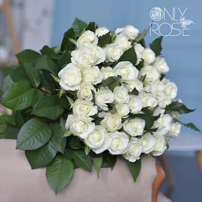 Фотография роскошных белых роз