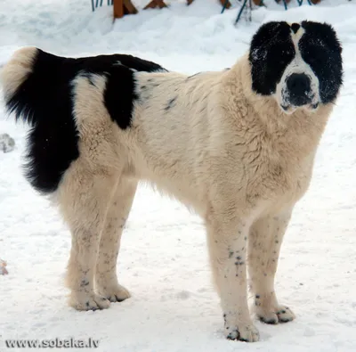 Буковинская овчарка: фото с щенками