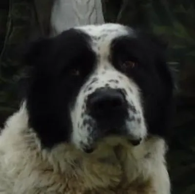 Картинки собаки породы Буковинская овчарка с короткой шерстью