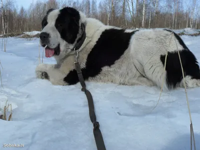 Буковинская овчарка: фото с маленькими и большими собаками