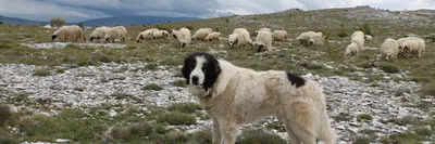 Фотографии Буковинской овчарки с хозяевами